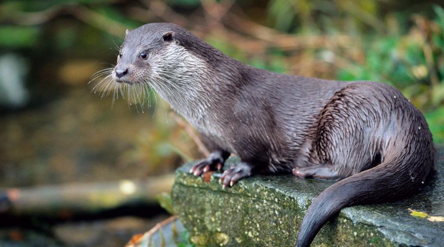 Otter: Nature’s Playful Engineer